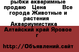 рыбки акваримные продаю › Цена ­ 30 - Все города Животные и растения » Аквариумистика   . Алтайский край,Яровое г.